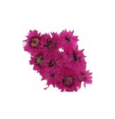 Sušené kvietky FLOWER - pink-8280